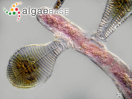 Podocystis adriatica (Kützing) Ralfs