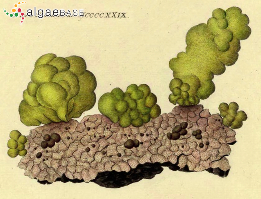 Gomphonella olivacea (Hornemann) Rabenhorst