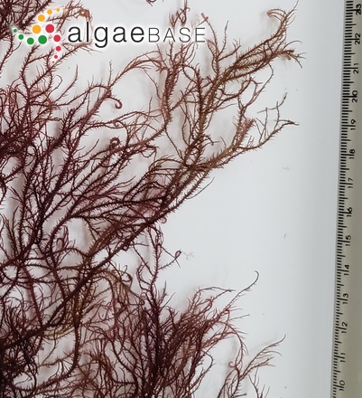 Hypnea pseudomusciformis Nauer, Cassano & M.C.Oliveira
