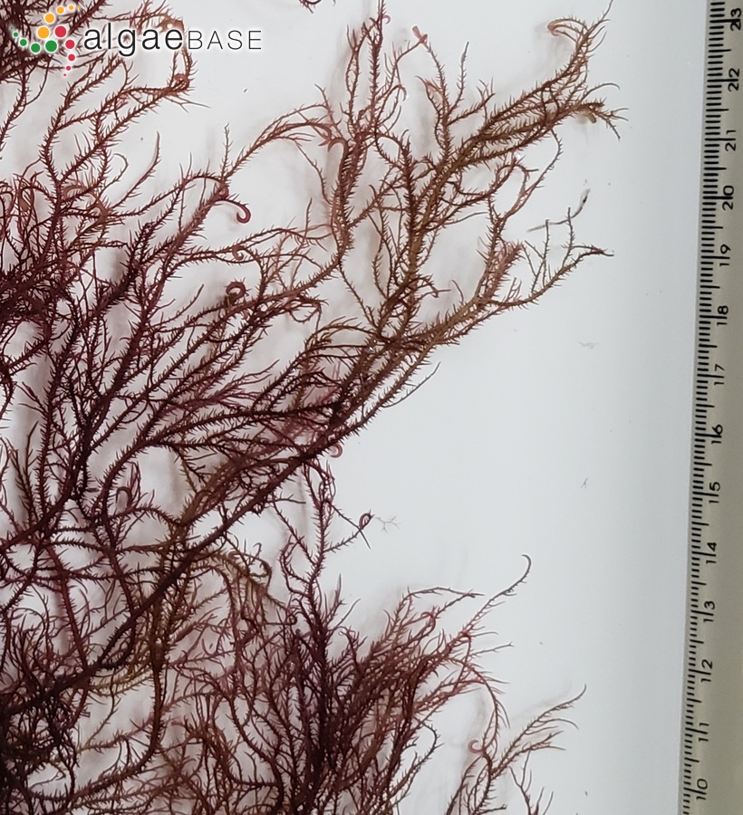Hypnea pseudomusciformis Nauer, Cassano & M.C.Oliveira