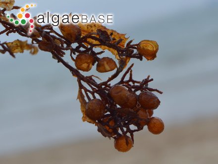 Sargassum trichocarpum J.Agardh