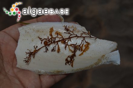 Sargassum trichocarpum J.Agardh