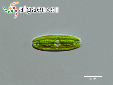 Planotaenium ohtanii A.A.Gontcharov & Melkonian