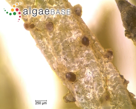 Gomphonema lateripunctatum E.Reichardt & Lange-Bertalot