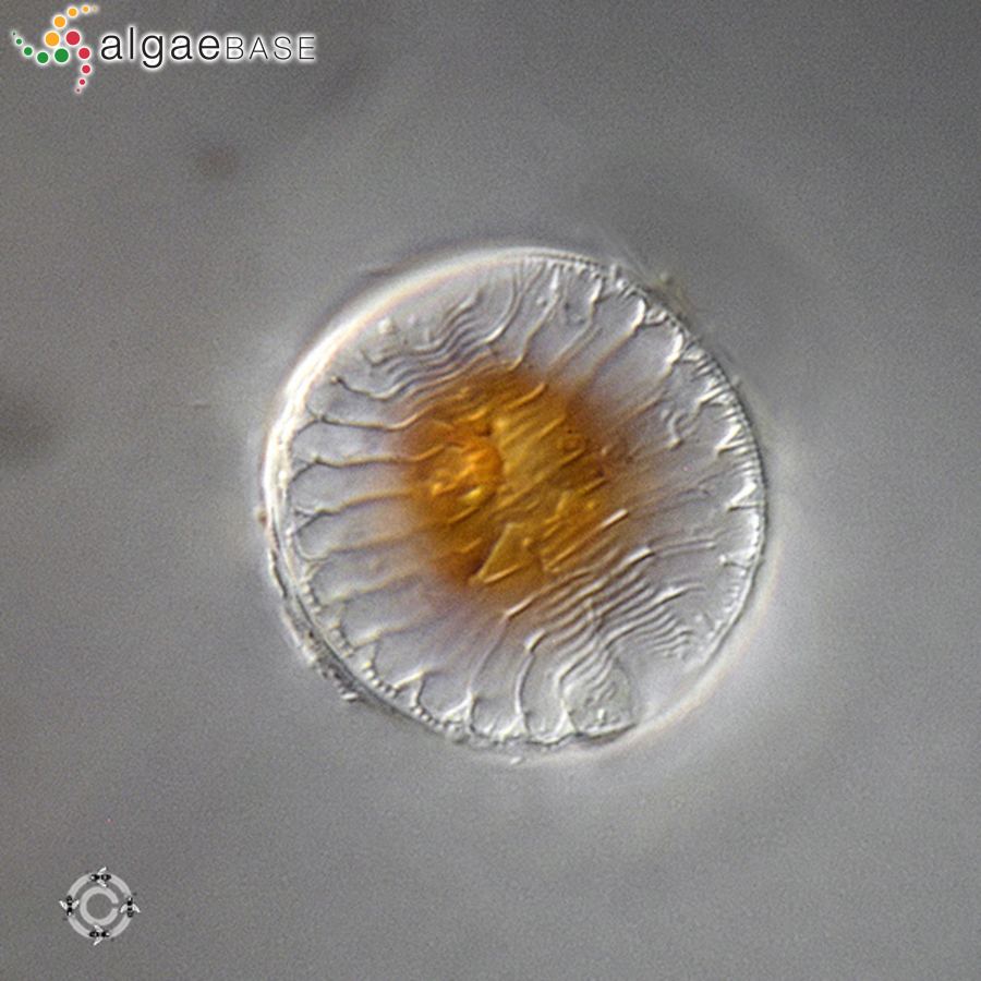 Campylodiscus fastuosus Ehrenberg