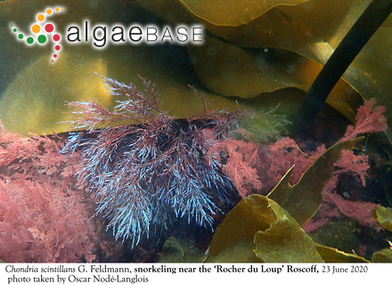 Placoneis elginensis var. cuneata (M.Møller ex Foged) Lange-Bertalot