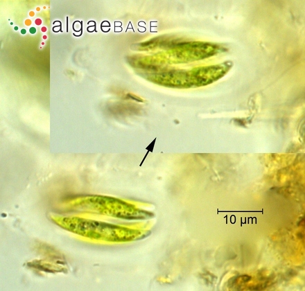 Pseudoquadrigula britannica Hindák