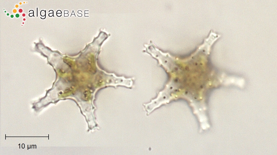 Staurastrum boreale West & G.S.West