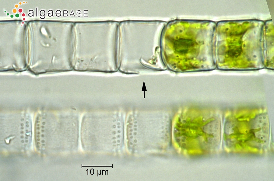 Hyalotheca mucosa Ralfs