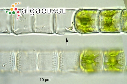 Hyalotheca mucosa Ralfs