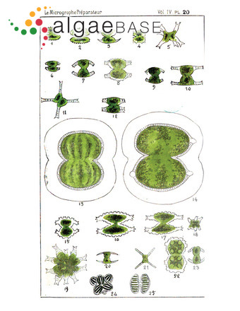 Xanthidium tumidum (Ralfs) Stastny, Skaloud & Neustupa