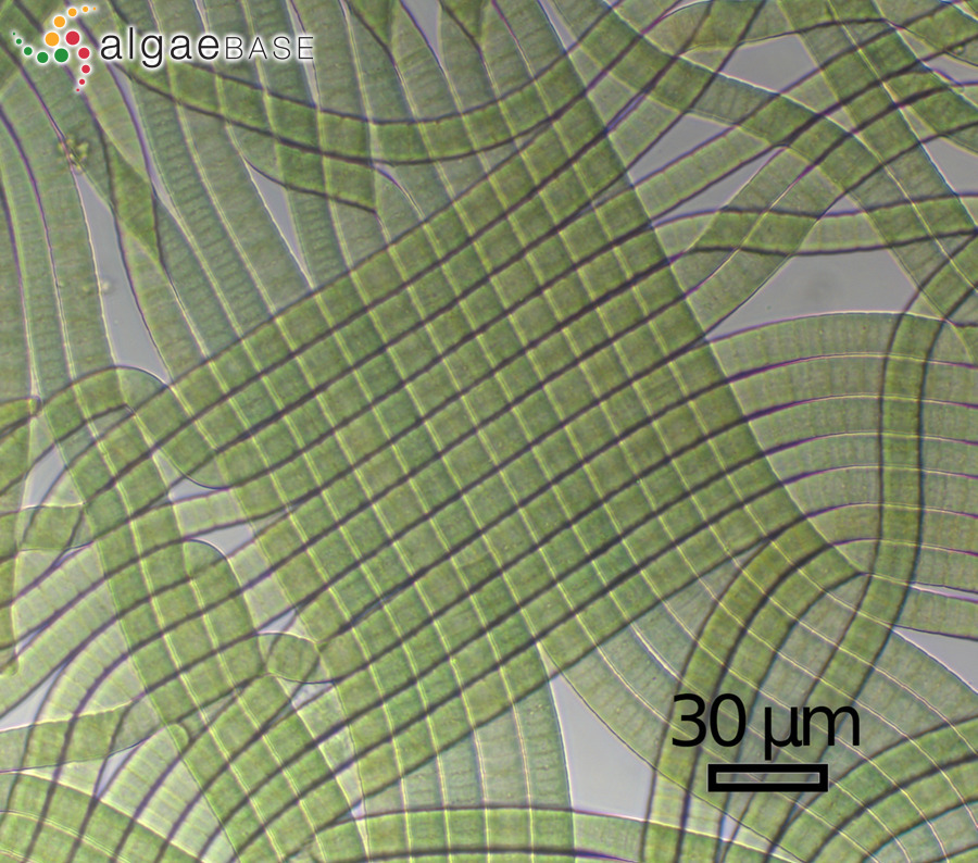 Perforafilum tunnellii Zimba, Shalygin & I.-S.Huang