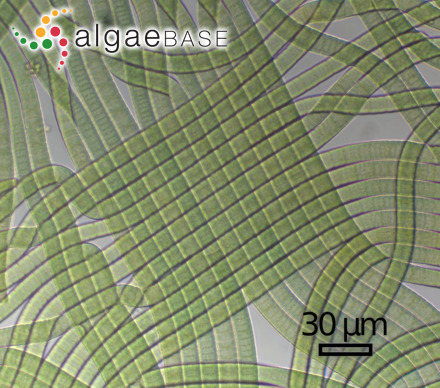 Perforafilum tunnellii Zimba, Shalygin & I.-S.Huang