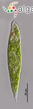 Euglenaria caudata (E.F.W.Hübner) Karnkowska-Ishikawa & E.W.Linton