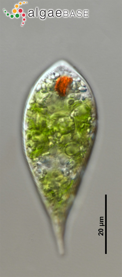 Euglenaria clavata (Skuja) Karnkowska & E.W.Linton