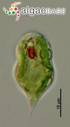 Euglenaria clepsydroides Zakryś