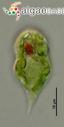 Euglenaria clepsydroides Zakryś