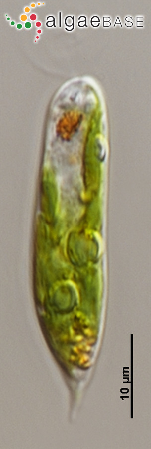 Euglenaria anabaena (Mainx) Karnkowska-Ishikawa & E.W.Linton