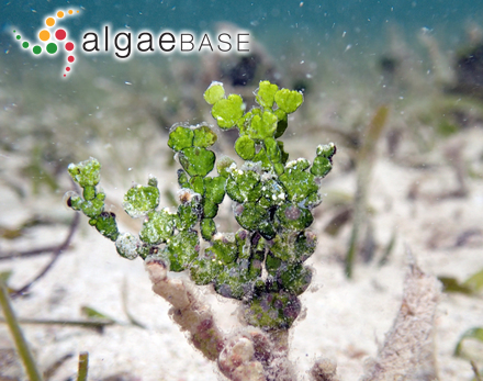 Halimeda incrassata (J.Ellis) J.V.Lamouroux