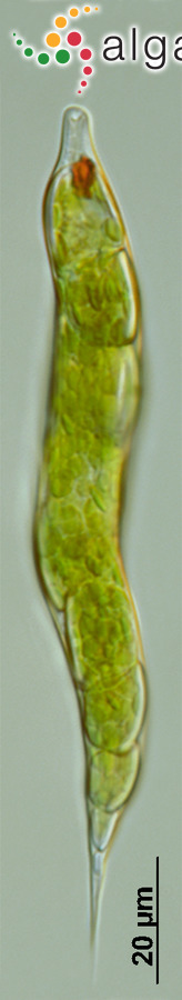 Lepocinclis convoluta (Korshikov) Zakryś & Chaber