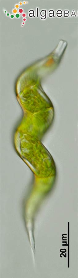 Lepocinclis convoluta (Korshikov) Zakryś & Chaber