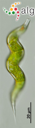 Lepocinclis convoluta (Korshikov) Zakryś & Chaber