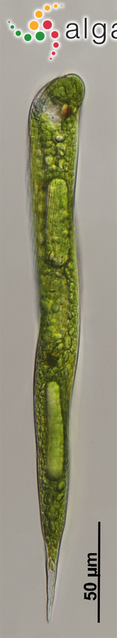 Lepocinclis gracillicauda (Deflandre) Zakryś & Łukomska