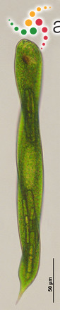 Lepocinclis oxyuris var. helicoidea (C. Bernard) Zakrys & Chaber