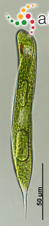 Lepocinclis oxyuris (Schmarda) B.Marin & Melkonian