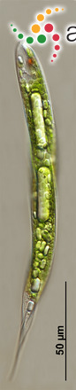 Lepocinclis pseudospiroides (Svirenko) Zakryś & Chaber