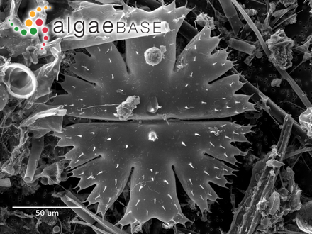 Micrasterias apiculata Meneghini ex Ralfs