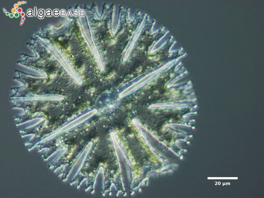 Micrasterias papillifera Brébisson ex Ralfs