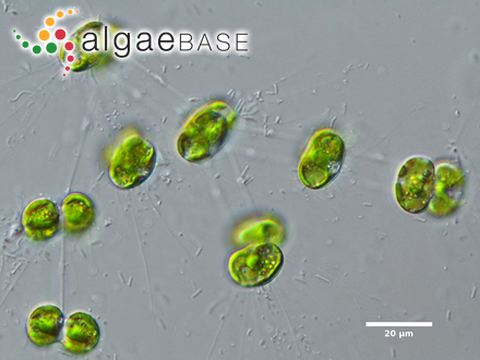 Cosmocladium saxonicum De Bary