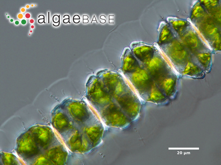 Desmidium grevillei (Kützing ex Ralfs) De Bary