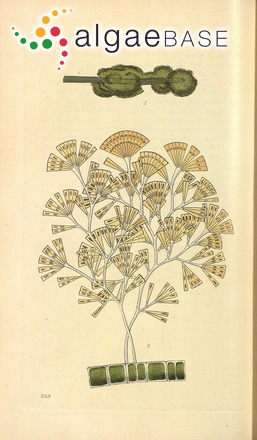 Licmophora flabellata (Greville) C.Agardh