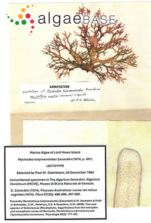 Meristotheca halymenioides (Zanardini) G.W.Saunders & Kraft