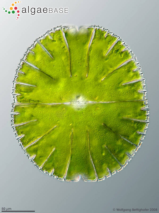 Micrasterias thomasiana var. notata (Nordstedt) Grönblad