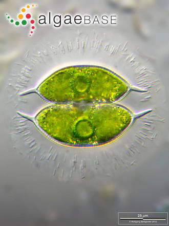Staurodesmus convergens (Ehrenberg ex Ralfs) S.Lillieroth