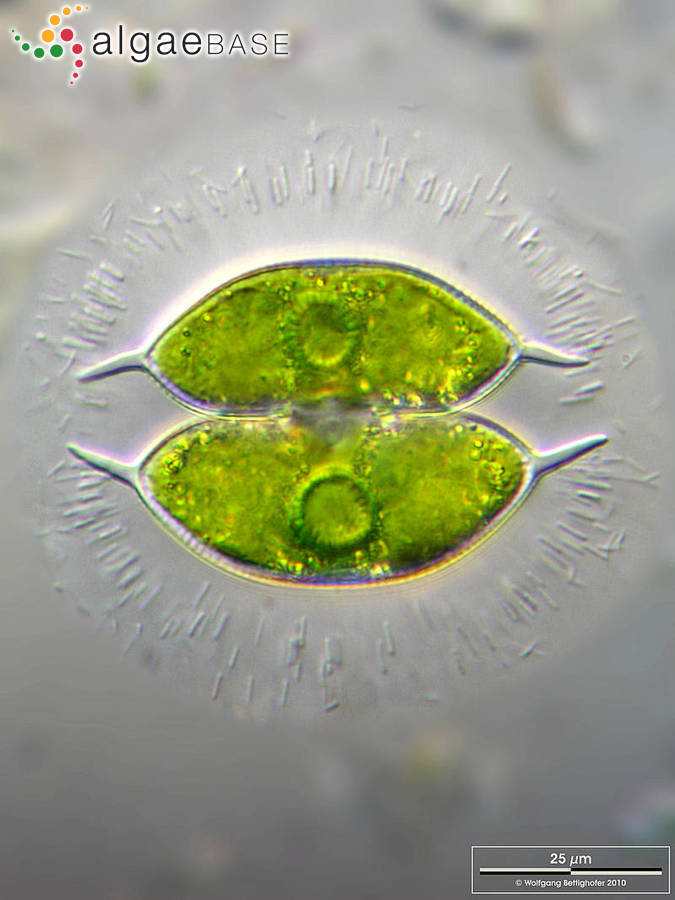Staurodesmus convergens (Ehrenberg ex Ralfs) S.Lillieroth