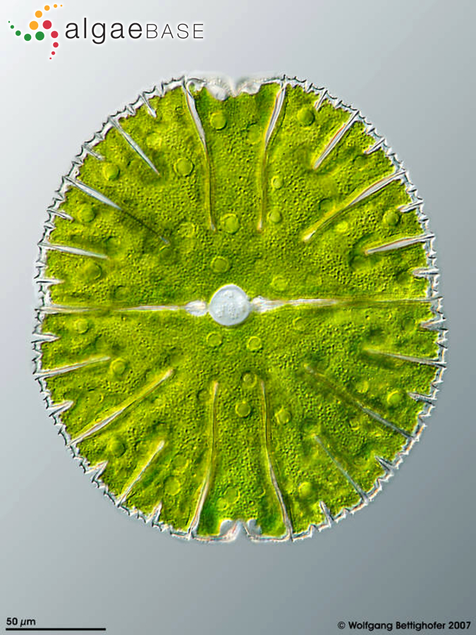 Micrasterias thomasiana var. notata (Nordstedt) Grönblad