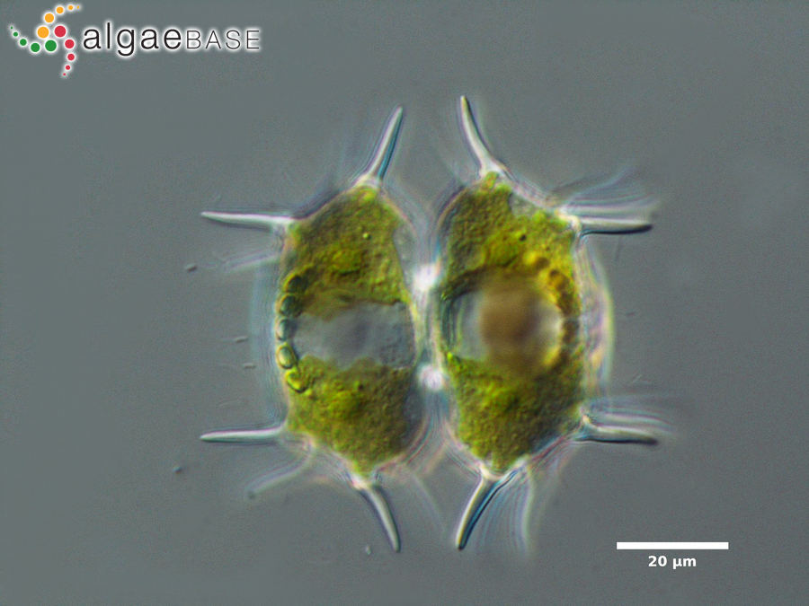 Xanthidium antilopaeum f. polymazum (Nordstedt) Petlovany