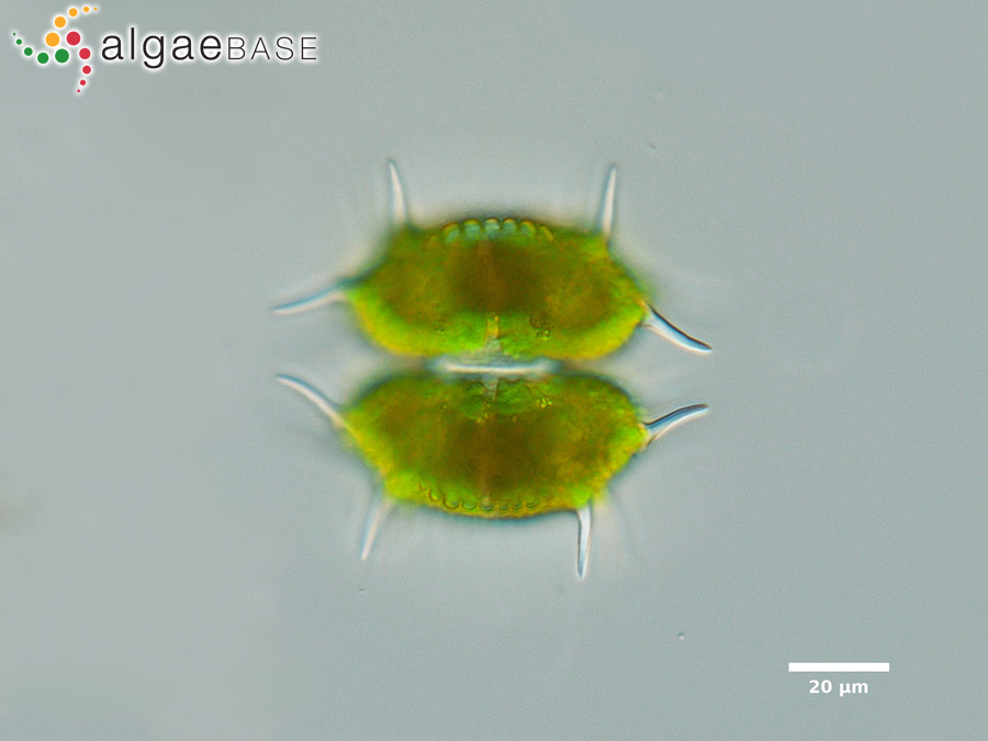 Xanthidium polymazum (Nordstedt) Coesel & Meesters