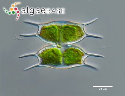 Xanthidium subhastiferum West