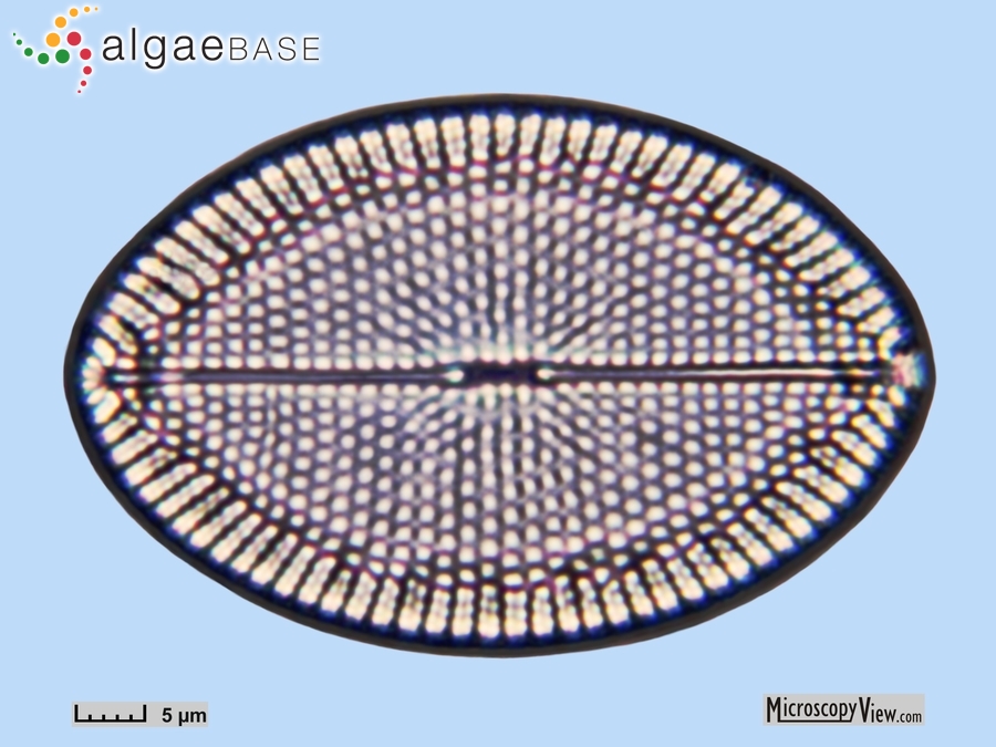 Mastogloia fimbriata (T.Brightwell) Grunow