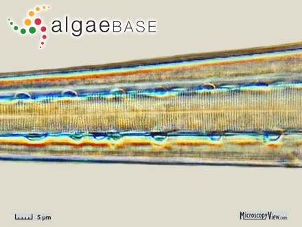 Climacosphenia moniligera Ehrenberg