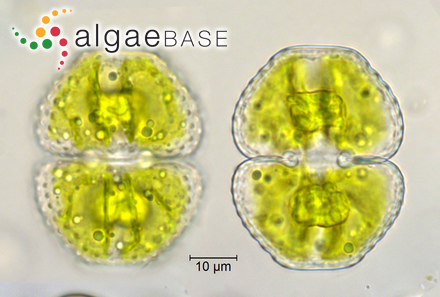 Staurastrum zonatum Børgesen