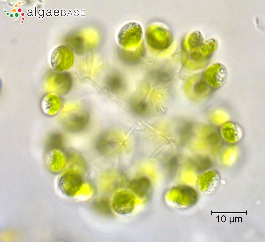 Dictyosphaerium granulatum Hindák