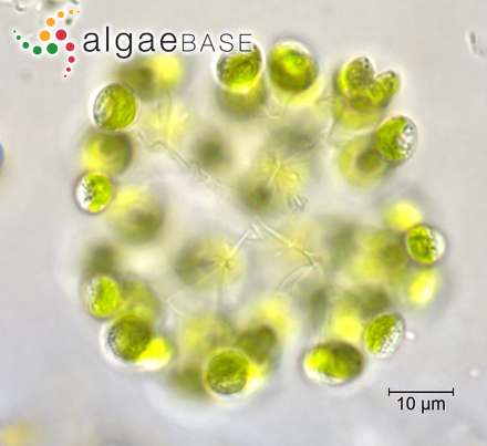 Dictyosphaerium granulatum Hindák