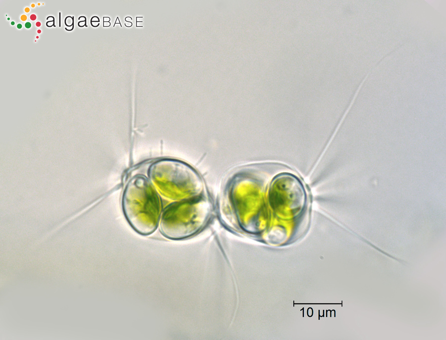 Lagerheimia ciliata (Lagerheim) Chodat