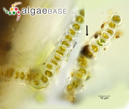 Phaeosphaera gelatinosa West & G.S.West
